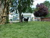 Filename=Lacey_and_Shadow_on_the_fence.JPG
Filesize=332KB
Dimensions=1280x960
Date added=May 13, 2008 Lacey_and_Shadow_on_the_fence.JPG