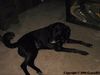 Filename=harley56.jpg
Filesize=56KB
Dimensions=800x600
Date added=May 08, 2008 harley56.jpg